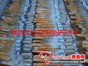 北蟲草與蛹蟲草 細(xì)長圓柱形柄食用菌菌種的進(jìn)出口現(xiàn)狀