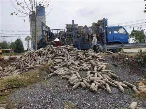 引聯(lián)帶扶種菌菇，安陸董榨走出特色致富路