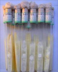 食用菌菌種市場供應與價格指南 批發、進出口一站式解析