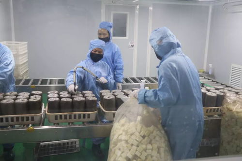 加大研發力度，發展優質食用菌產品，促進菌種進出口繁榮