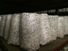 食用菌菌種進出口 全球貿易與產業發展的關鍵紐帶