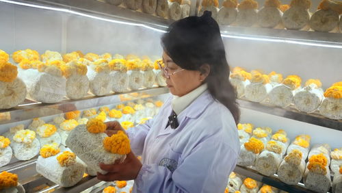 閩寧協作再譜新篇 大武口區“黃金菌”引育與菌種進出口取得階段性成果